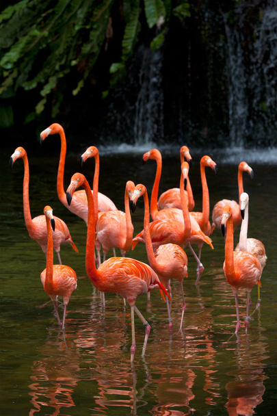 American Flamingo (Phoenicopterus ruber), Orange flamingo - Photo, Image