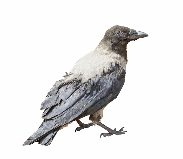 Negro con capucha Crow
  - Foto, imagen