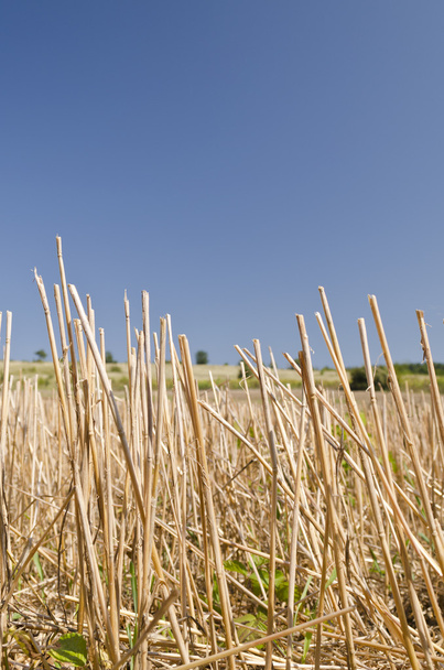 Palhas de trigo no céu azul no final do verão
 - Foto, Imagem