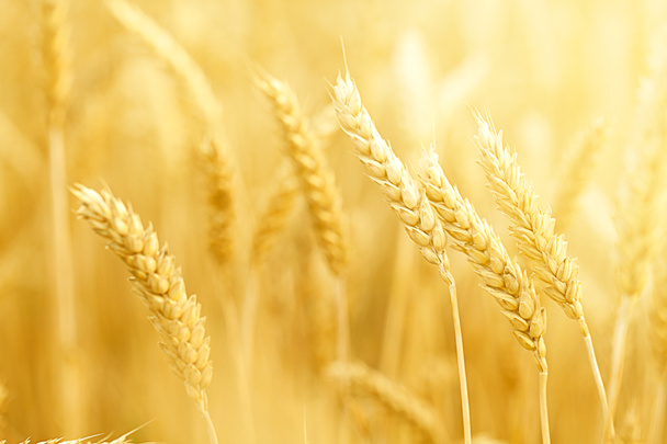Поле зі стеблами пшениці
 - Фото, зображення