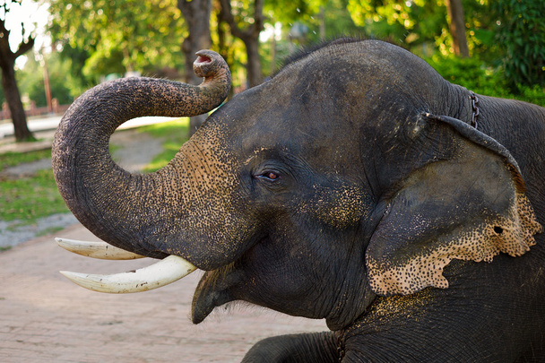 zblízka mladý slon - Fotografie, Obrázek