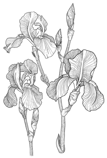 Sketch of bouquet of blooming irises - Vector, Image