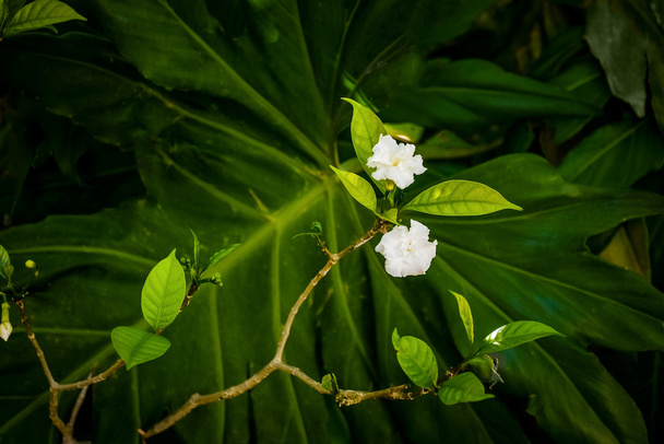 narin çiçek - Fotoğraf, Görsel