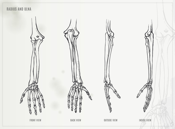 Ulna, raio e ossos das mãos
 - Vetor, Imagem