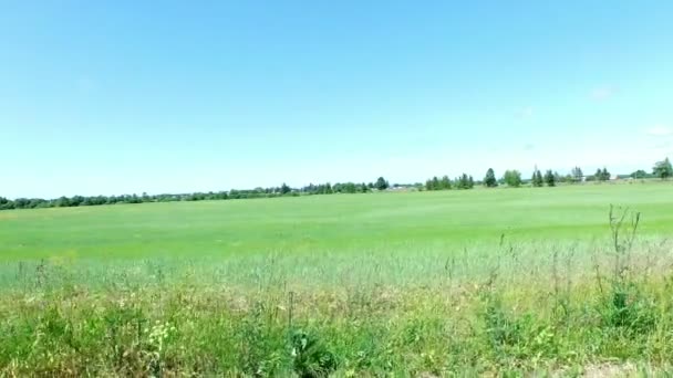 Slow flight over green field near forest in 4K - Footage, Video