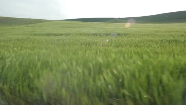 A búza mező fölött repülő - Felvétel, videó