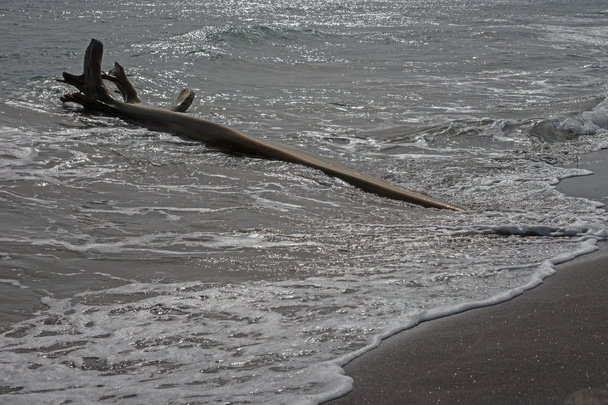 Houten flotsam op Caribische strand - Foto, afbeelding