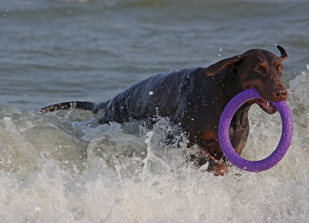 Собака Добермана играет в воде
. - Фото, изображение