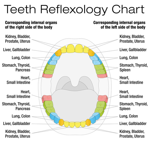 Hampaat Refleksologia Kaavio Kuvaus
 - Vektori, kuva