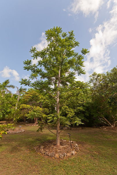 Ιουνίου δαμάσκηνο δέντρο στο Qe Ii Βοτανικό Πάρκο στο νησί Γκραντ Κέιμαν - Φωτογραφία, εικόνα