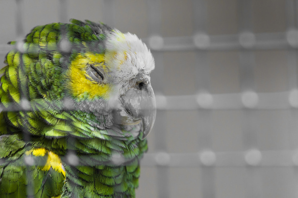 Green bird plumage, Harlequin Macaw feathers, nature texture bac - Fotoğraf, Görsel