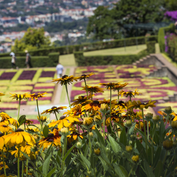 Berühmte tropische botanische Gärten in Funchal-Stadt, Insel Madeira - Foto, Bild