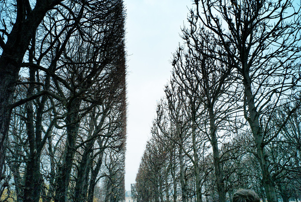 Jardines de Luxemburgo, París
 - Foto, imagen