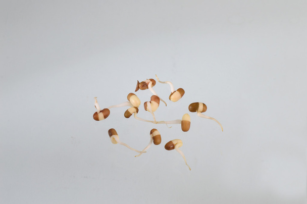 Nahaufnahme von gekeimten Mottenbohnen, indischer Name Matki, Nahaufnahme von Mottenbohnen, weniger bekannte Hülsenfrüchte - Foto, Bild