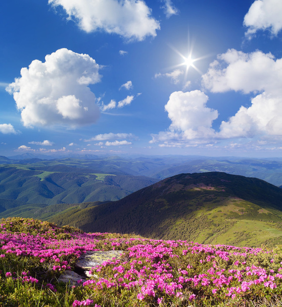 Güneşli bir günde dağlarda çiçekler - Fotoğraf, Görsel