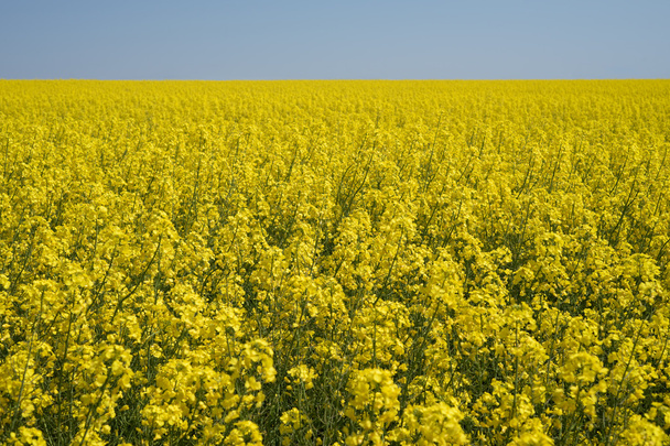 Field of blooming rapeseed - Photo, Image