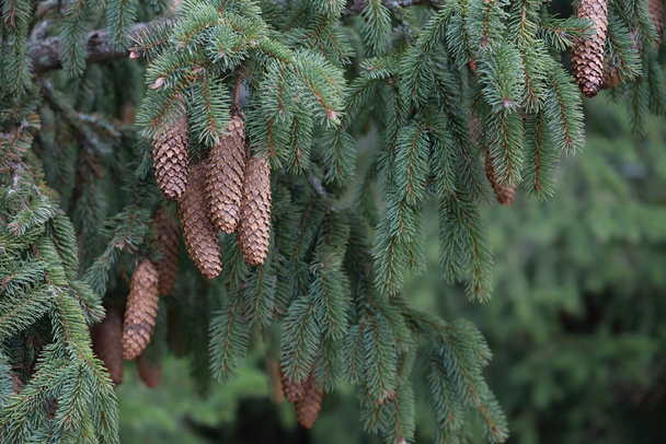 Branches d'épinette avec cônes
 - Photo, image