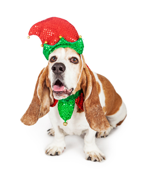 Navidad elfo basset sabueso perro
 - Foto, Imagen