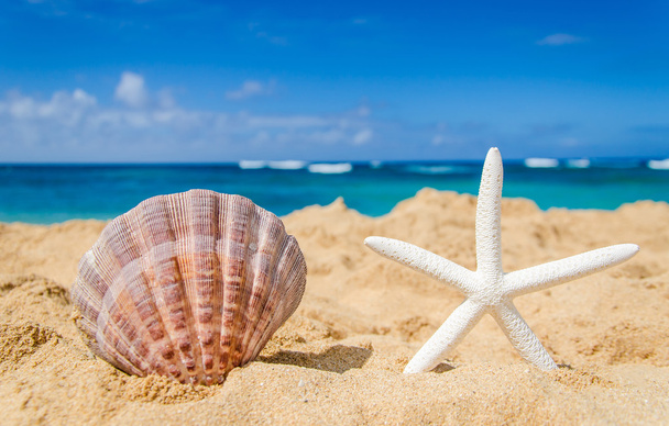 Estrella de mar con concha en la playa de arena
 - Foto, imagen