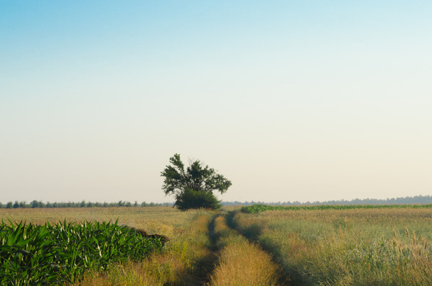 paisagem com estrada rural no verão
  - Foto, Imagem