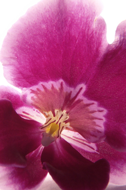 Фиолетовая орхидея
 - Фото, изображение