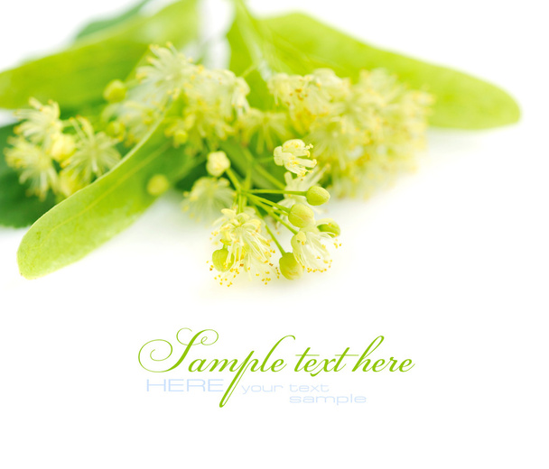 Flowers of linden tree on a white background - Photo, Image