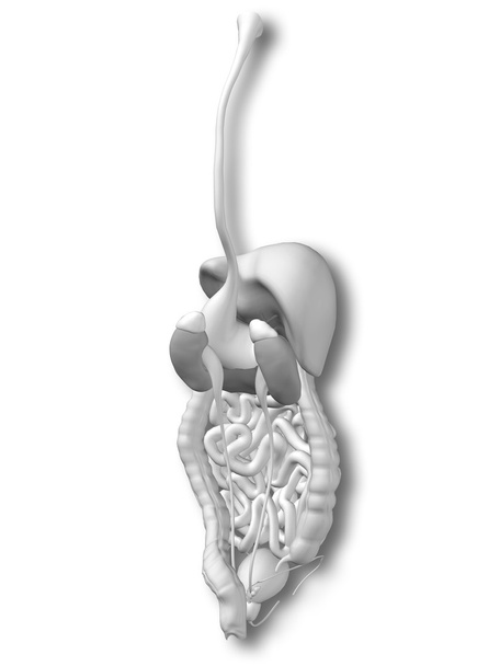 sistema digestivo humano anatómico conceptual
 - Foto, imagen