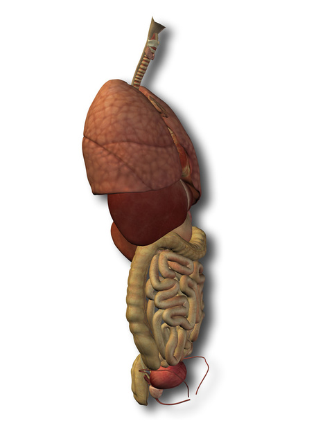 interne buik of thorax organen - Foto, afbeelding