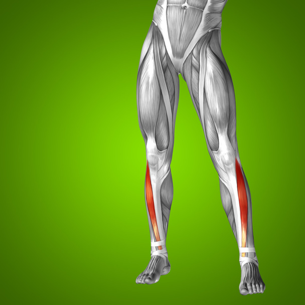 lower leg anatomy - Photo, Image