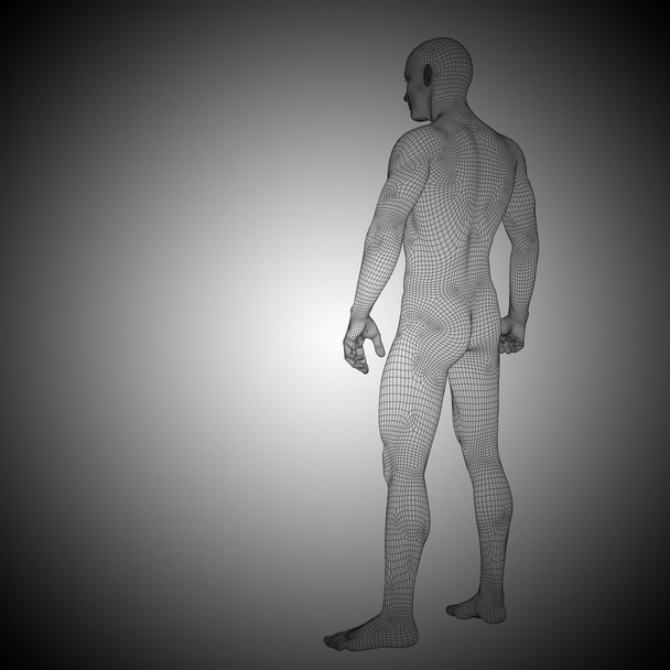 anatomía del hombre de pie
 - Foto, Imagen