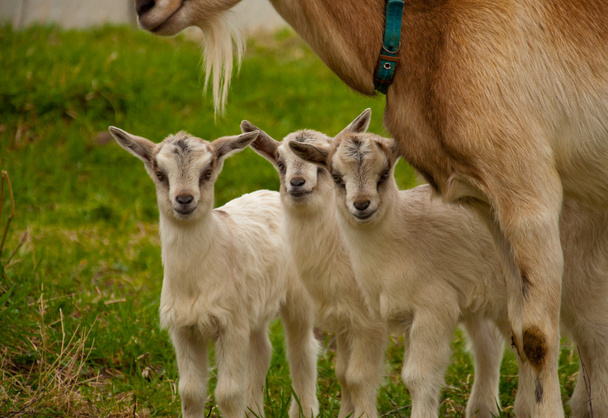 Три маленькі кози
 - Фото, зображення