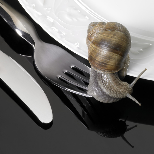 Escargot de vigne rampant sur la vaisselle
 - Photo, image