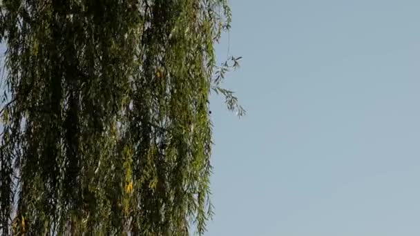 青空を背景にシダレヤナギの木. - 映像、動画