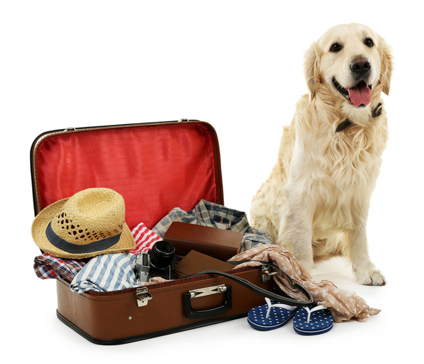 Cute Labrador with suitcase isolated on white - Photo, Image