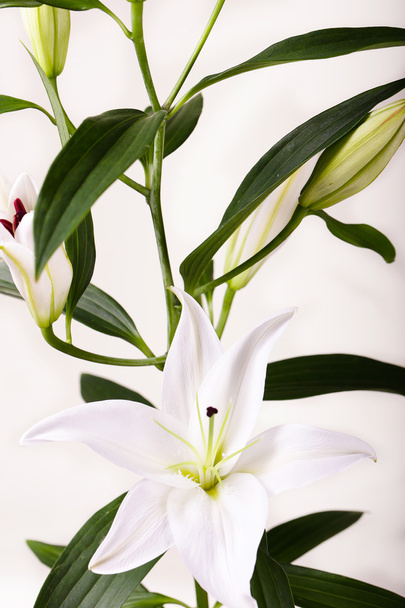 Beautiful white lilies on a white background - Φωτογραφία, εικόνα