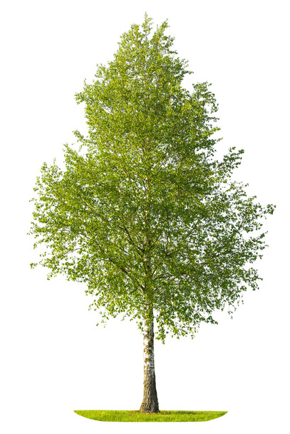 Green spring birch tree isolated on white background - Foto, imagen
