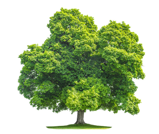 Green maple tree isolated on white background - Foto, imagen