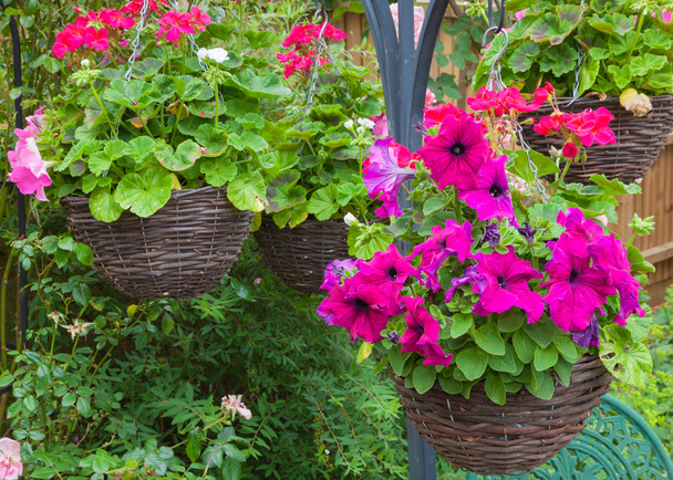 Akasztós kosarak, lila petunias - Fotó, kép