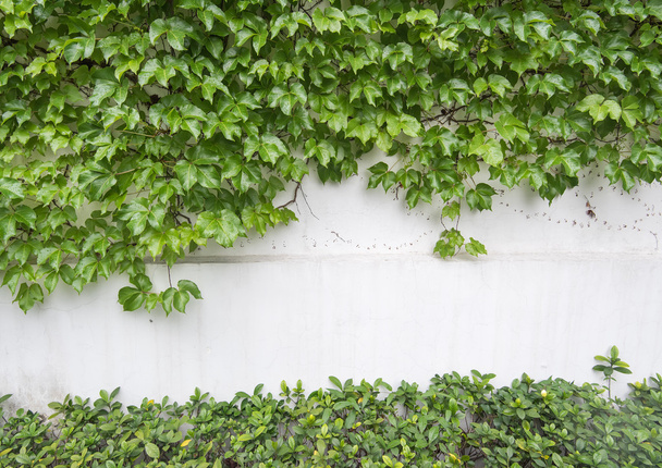 borostyán levelek elszigetelt fehér alapon - Fotó, kép