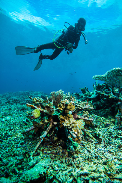 mergulhador água azul mergulho bunaken indonésia mar recife oceano
 - Foto, Imagem