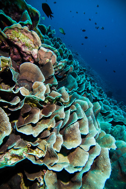 ダイバー ブルーウォーター ダイビング ブナケン インドネシア海礁海 - 写真・画像
