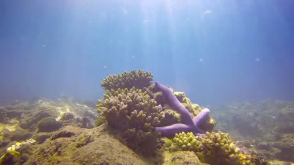 Underwater Closeup of Tropical Marine Life in Phuket. Thailand - Materiaali, video