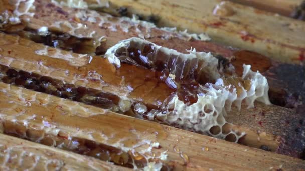 fumar abejas y limpiar los marcos superiores
 - Metraje, vídeo