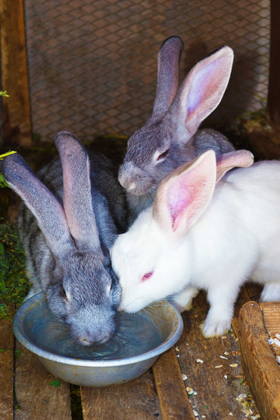3 conigli bevono acqua dalle ciotole
 - Foto, immagini