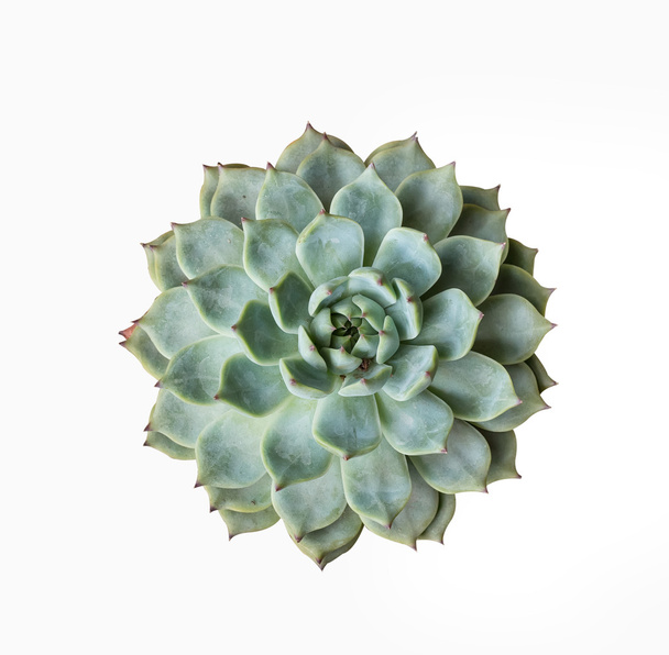  Plantes succulentes miniatures
 - Photo, image