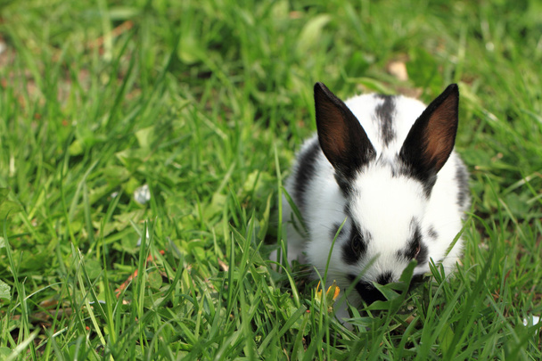lapin noir et blanc dans l'herbe
 - Photo, image