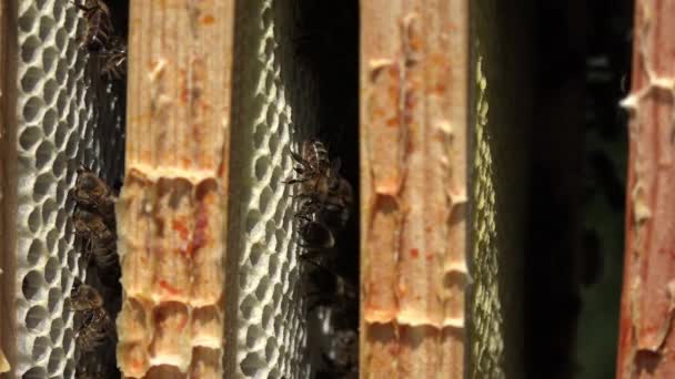 Primer plano de los marcos y sus abejas
 - Metraje, vídeo