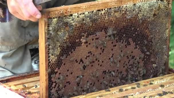 removal of frames before honey extraction - Footage, Video