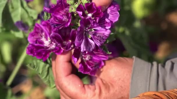 hand oogst van paarse bloemen door één - Video
