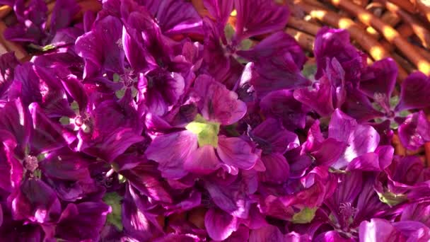 récolte manuelle de fleurs violettes une par une
 - Séquence, vidéo